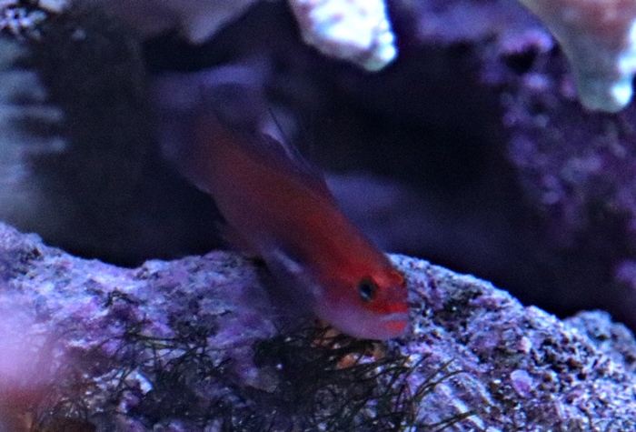 Blackbelly dwarfgoby (Eviota atriventris)