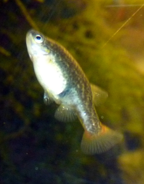 Blackbelly limia (Limia melanogaster)