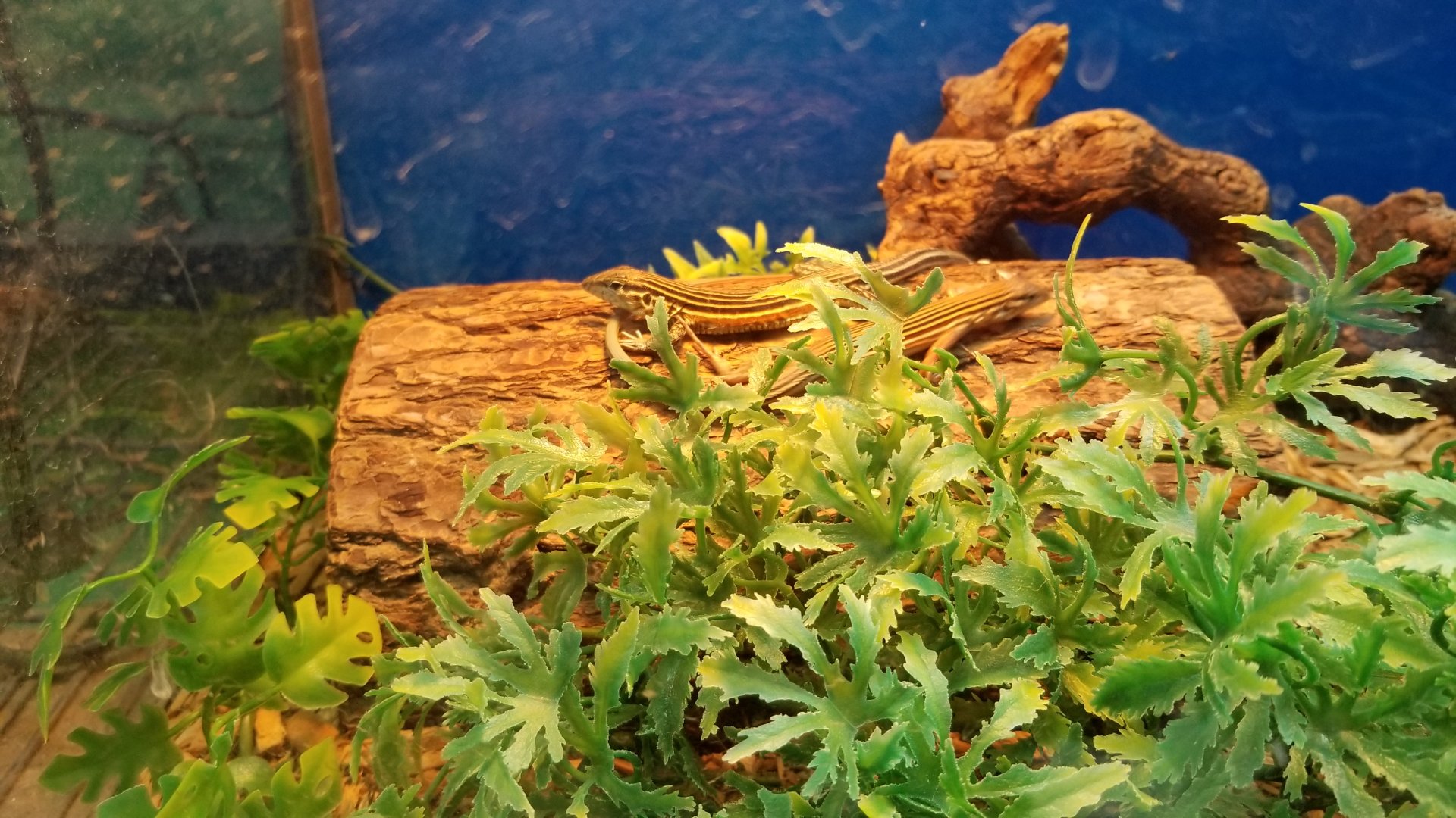 Blackbelly racerunner, Aspidoscelis deppii