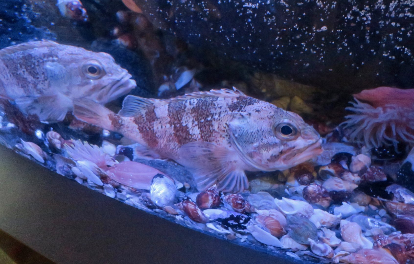 Blackbelly Rosefish (Heliconelus dactylopterus)