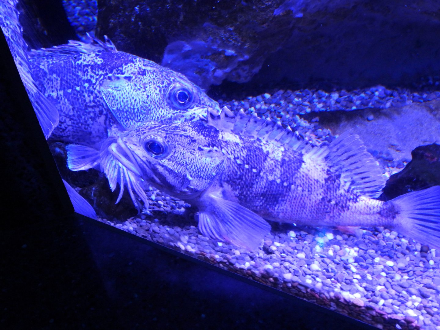 Blackbelly rosefish?