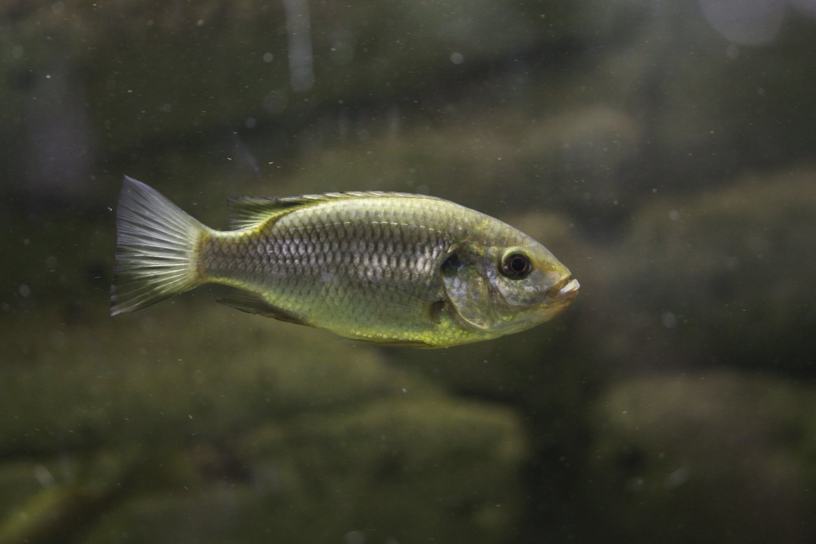 Blackbelly tilapia (Sarotherodon linnellii)