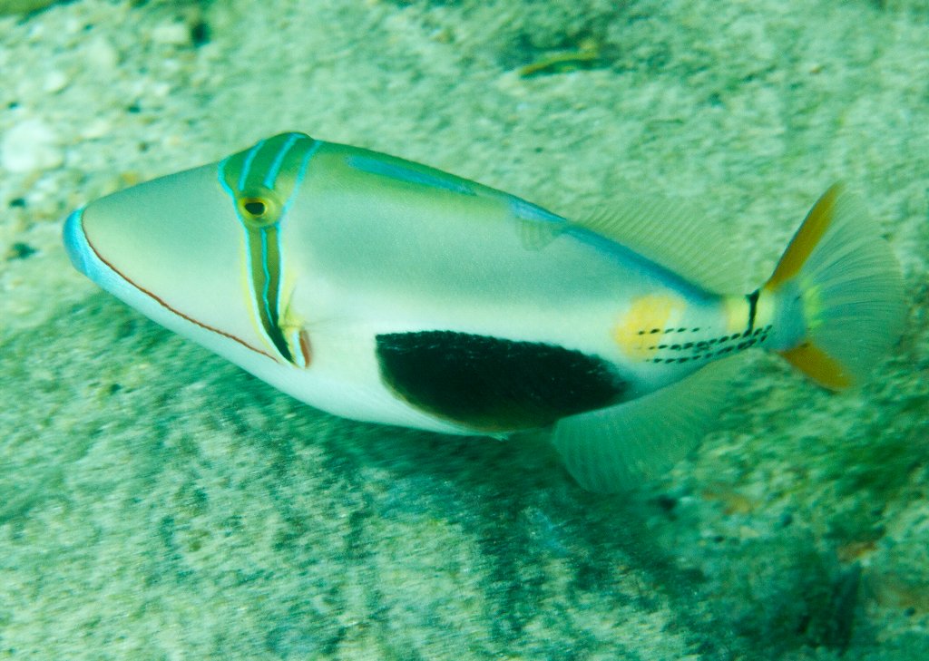 Blackbelly Triggerfish