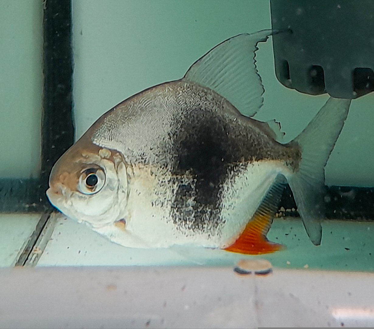Blackberry Hook (Myloplus sp. Lamax III)