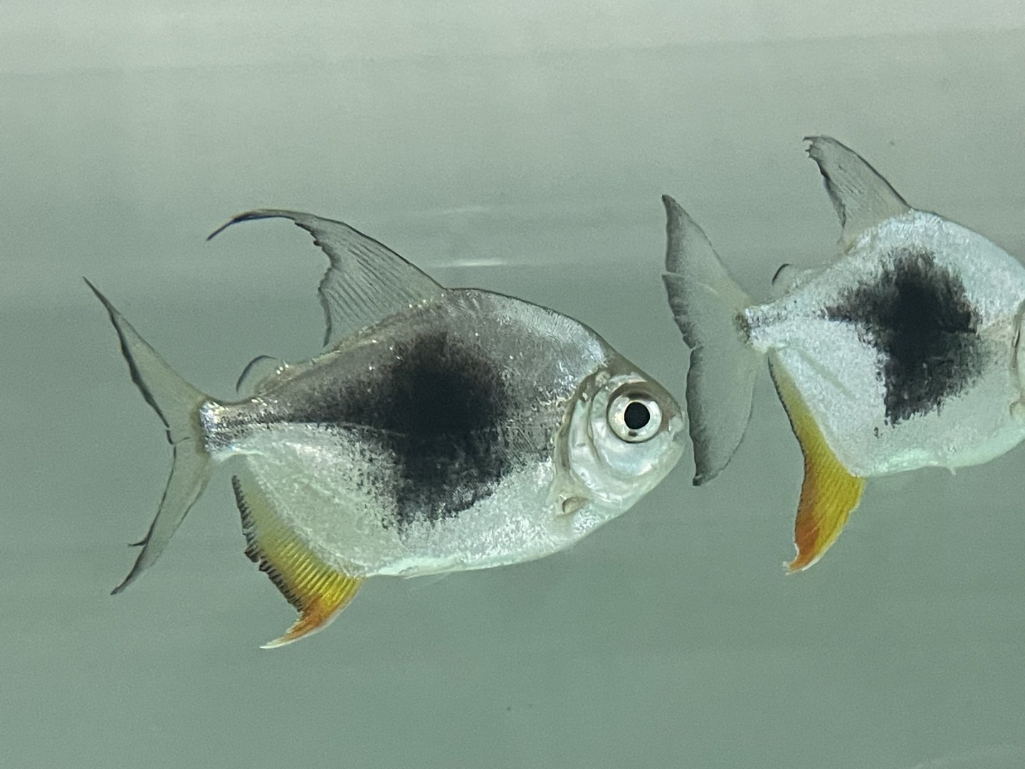 blackberry silver dollar (myloplus sp. lamax III)