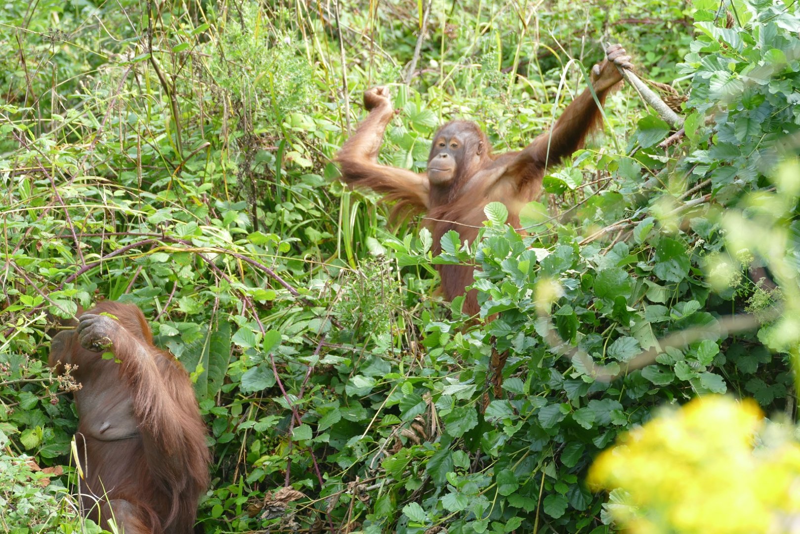 Blackberrying, August 2020