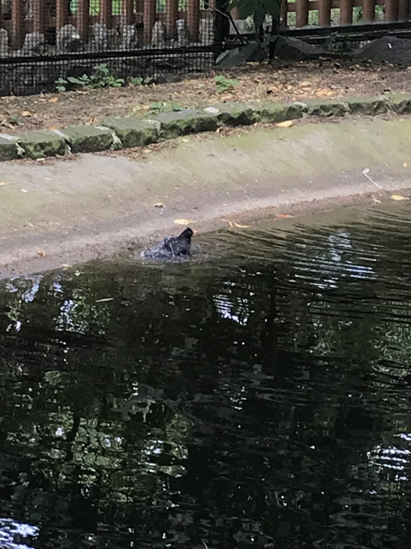 Blackbird bathing