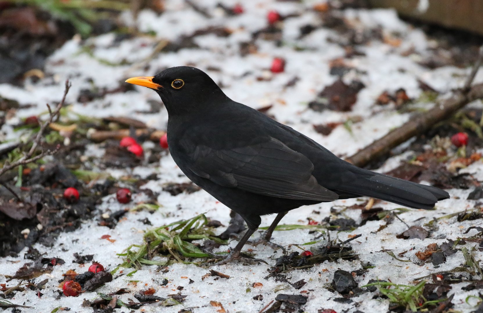 Blackbird In My Garden This Afternoon
