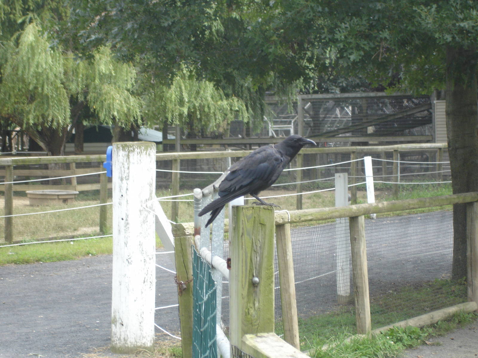 Blackbird or Crow or Raven