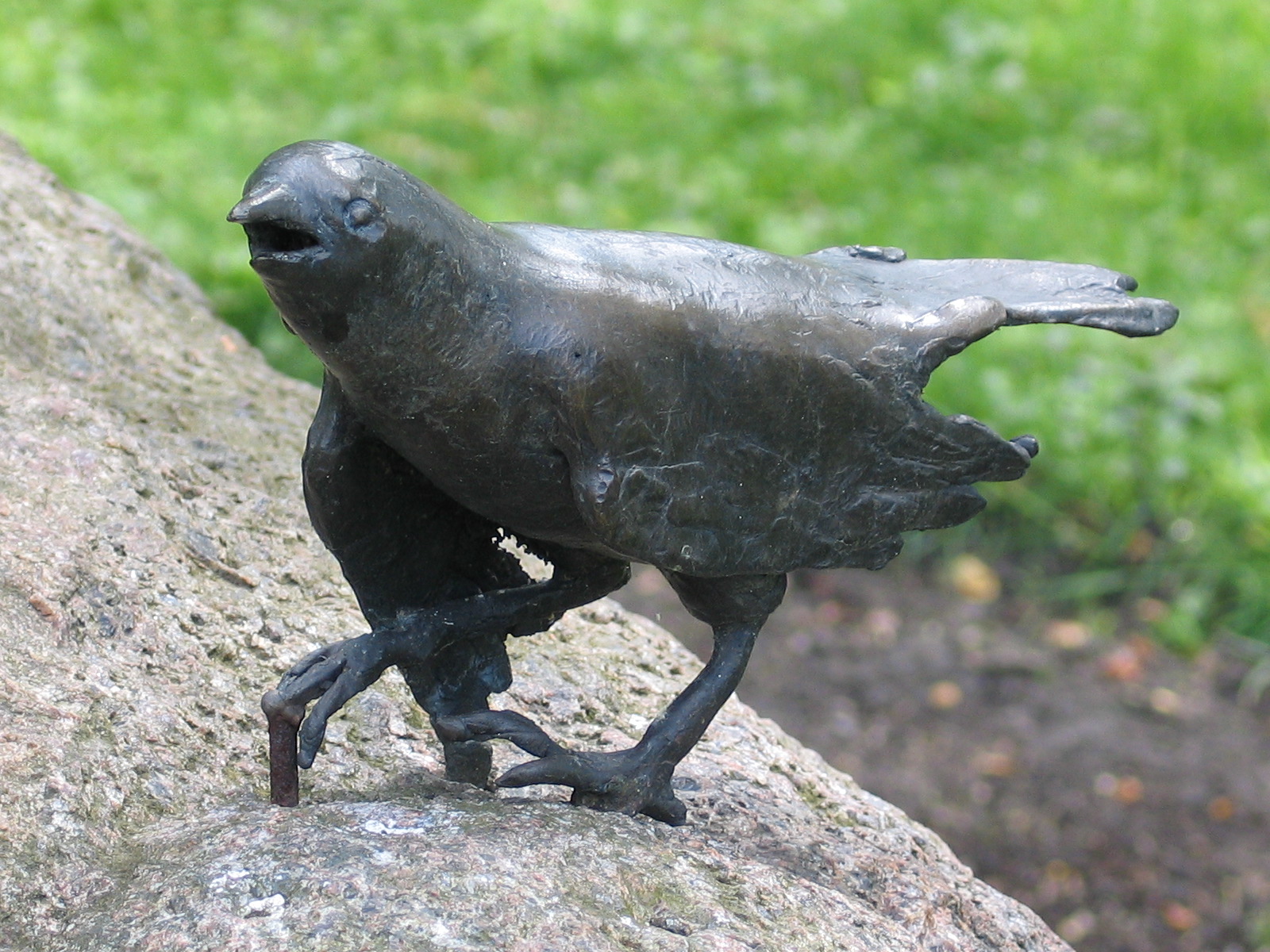 Blackbird / Torun Zoo