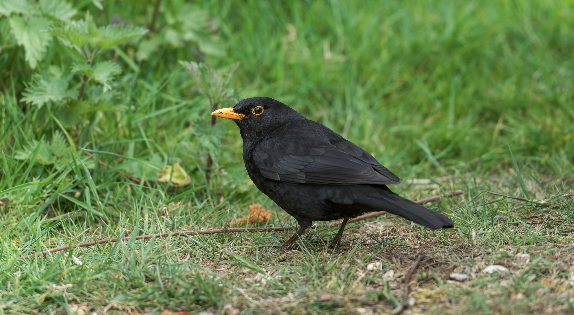 Blackbird (wild) UK