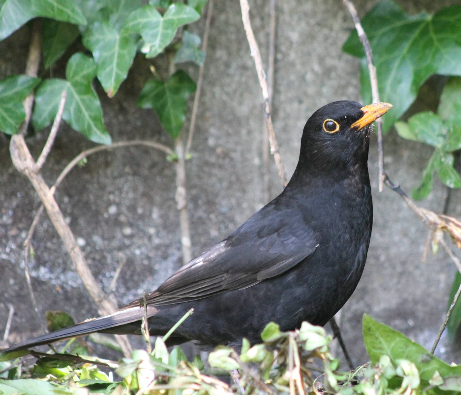 Blackbird
