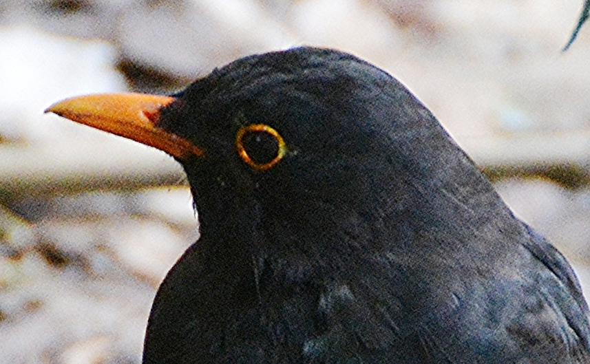 Blackbird