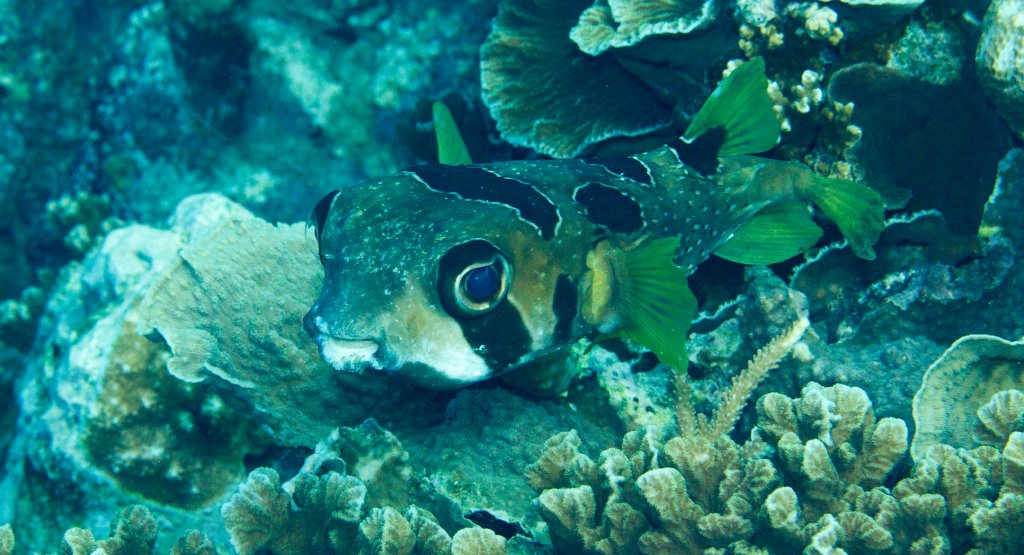 Blackblotched Porcupinefish