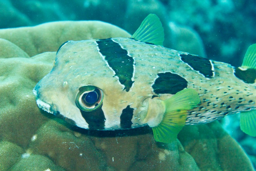 Blackblotched Porcupinefish