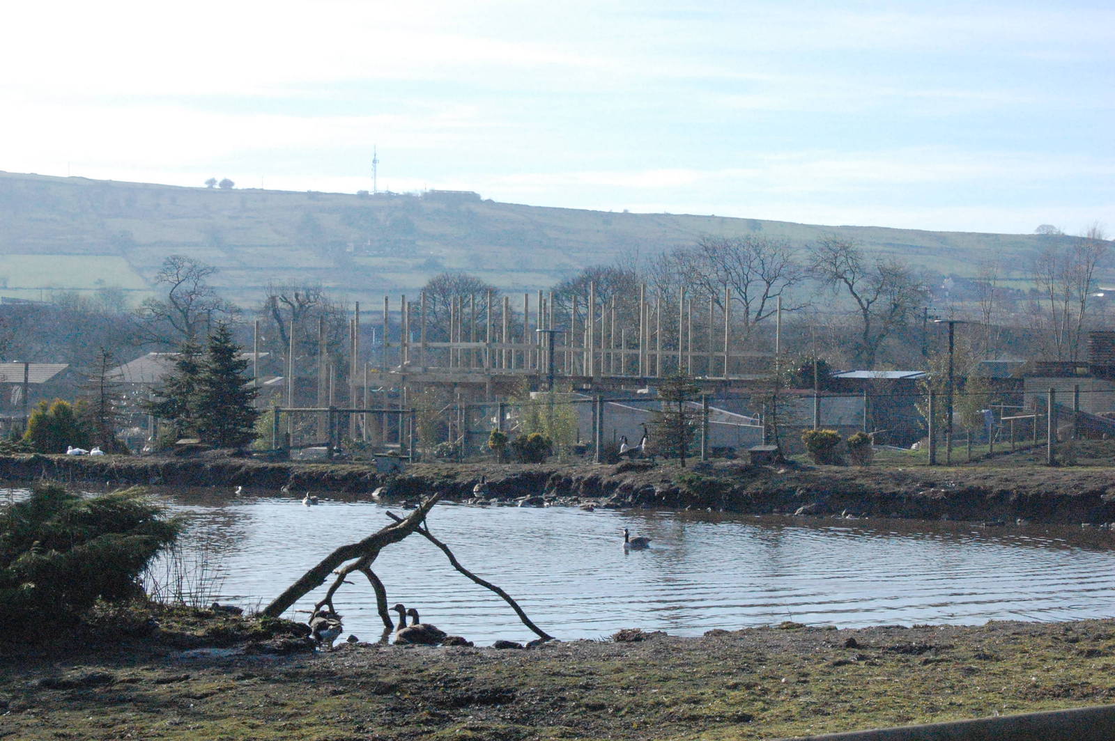 Blackbrook Penguin Walkway