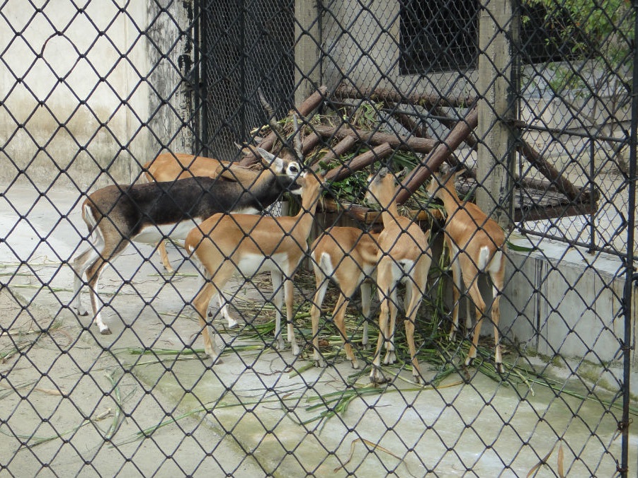 Blackbuck-2011