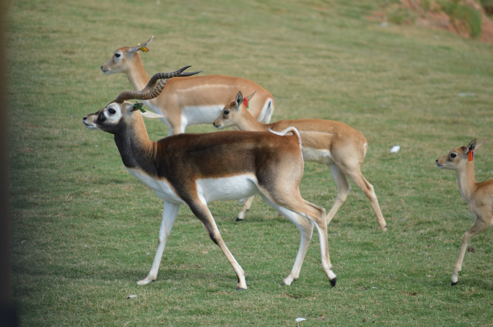 Blackbuck, 2017