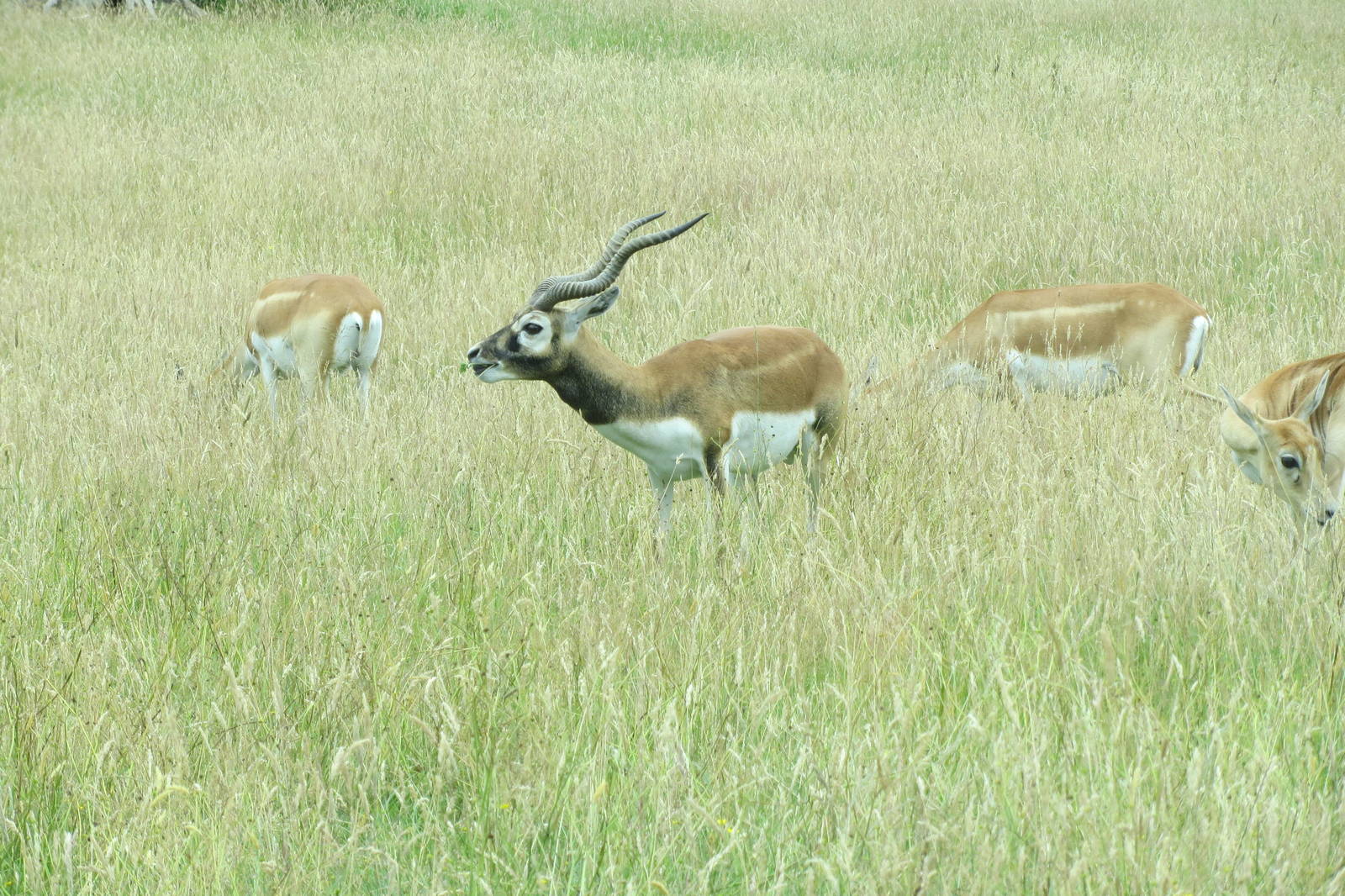 Blackbuck 270713