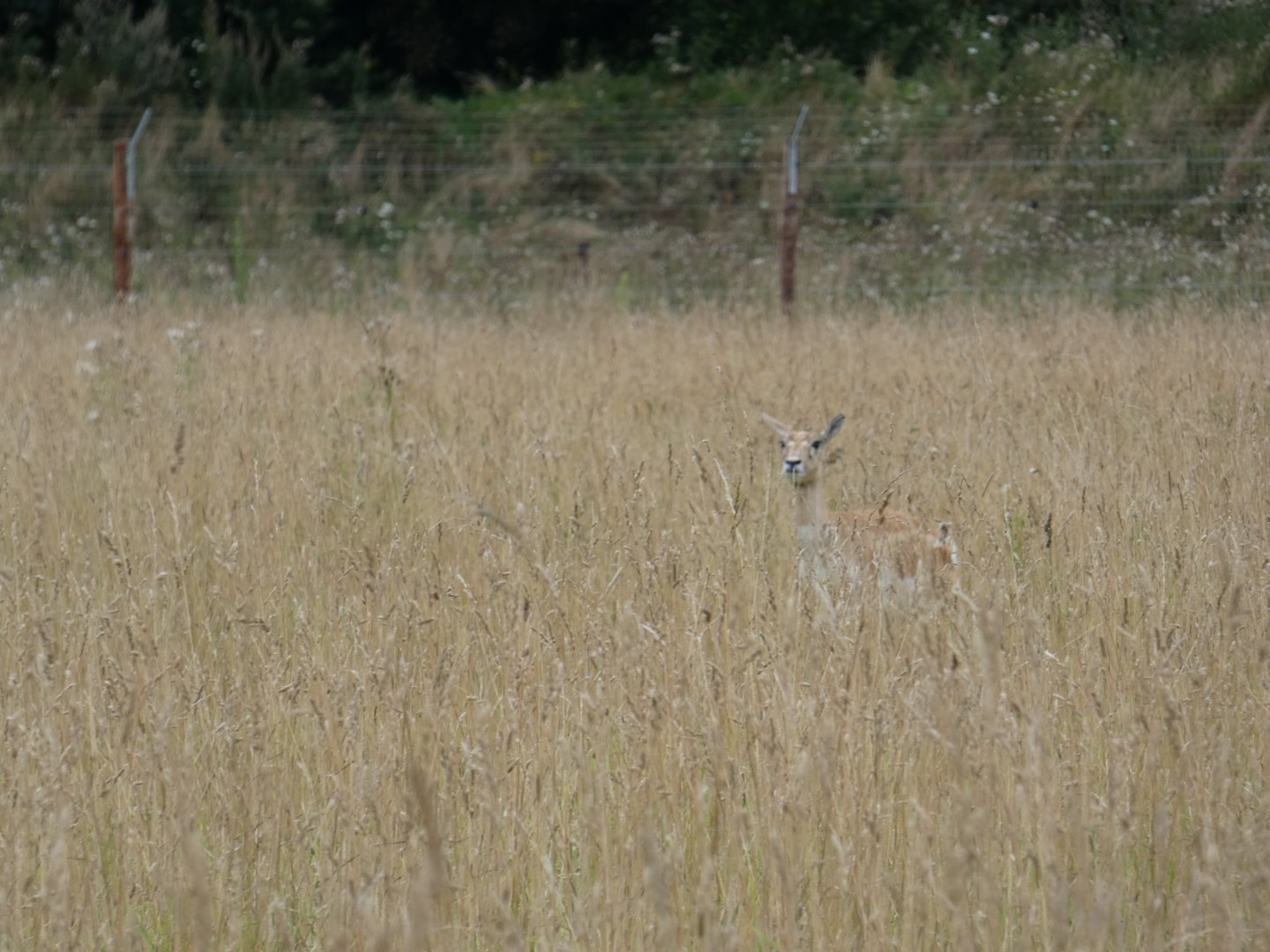 Blackbuck amongst grass