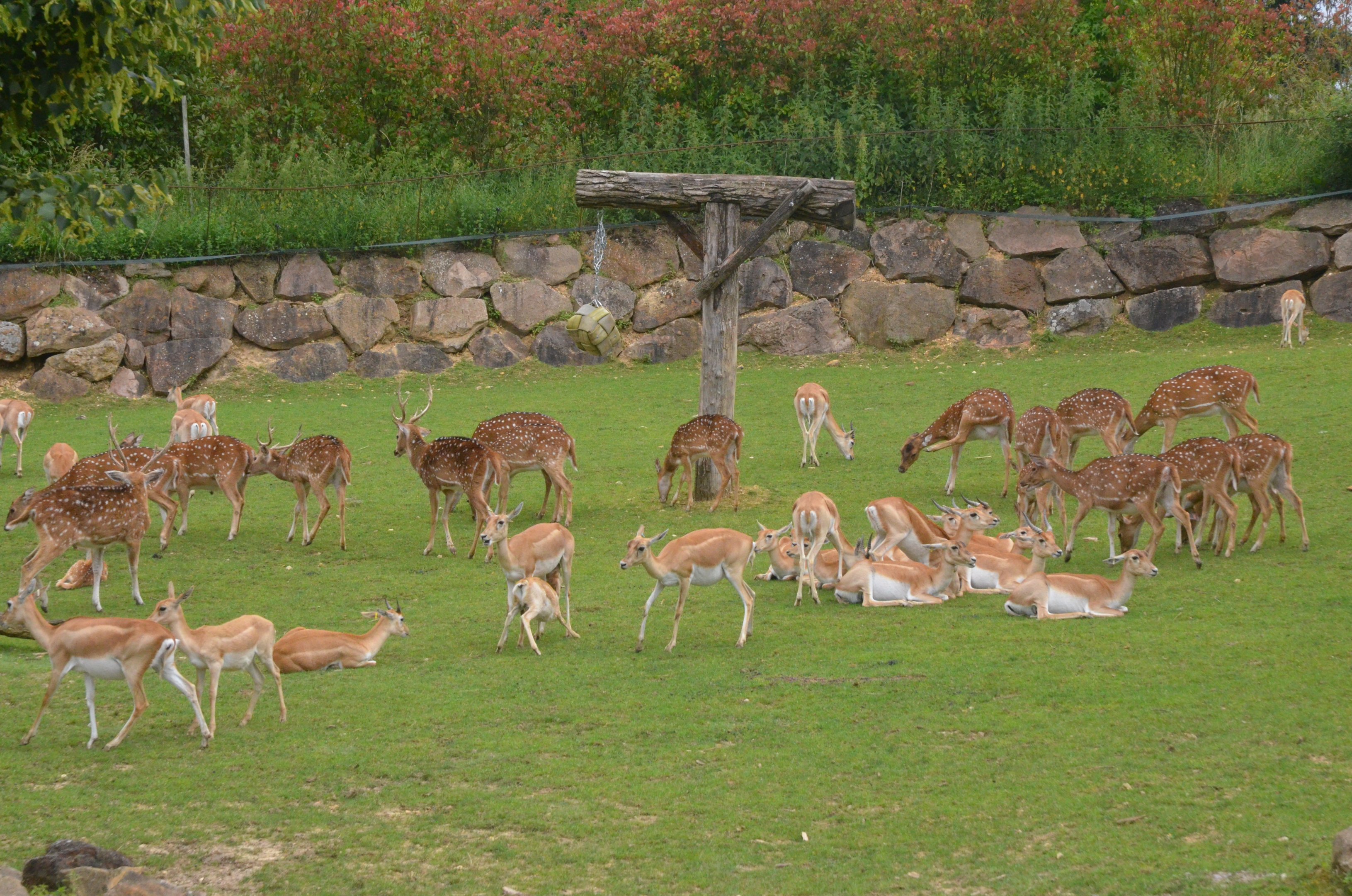 Blackbuck and Axis Deer at Beauval, 12/06/18