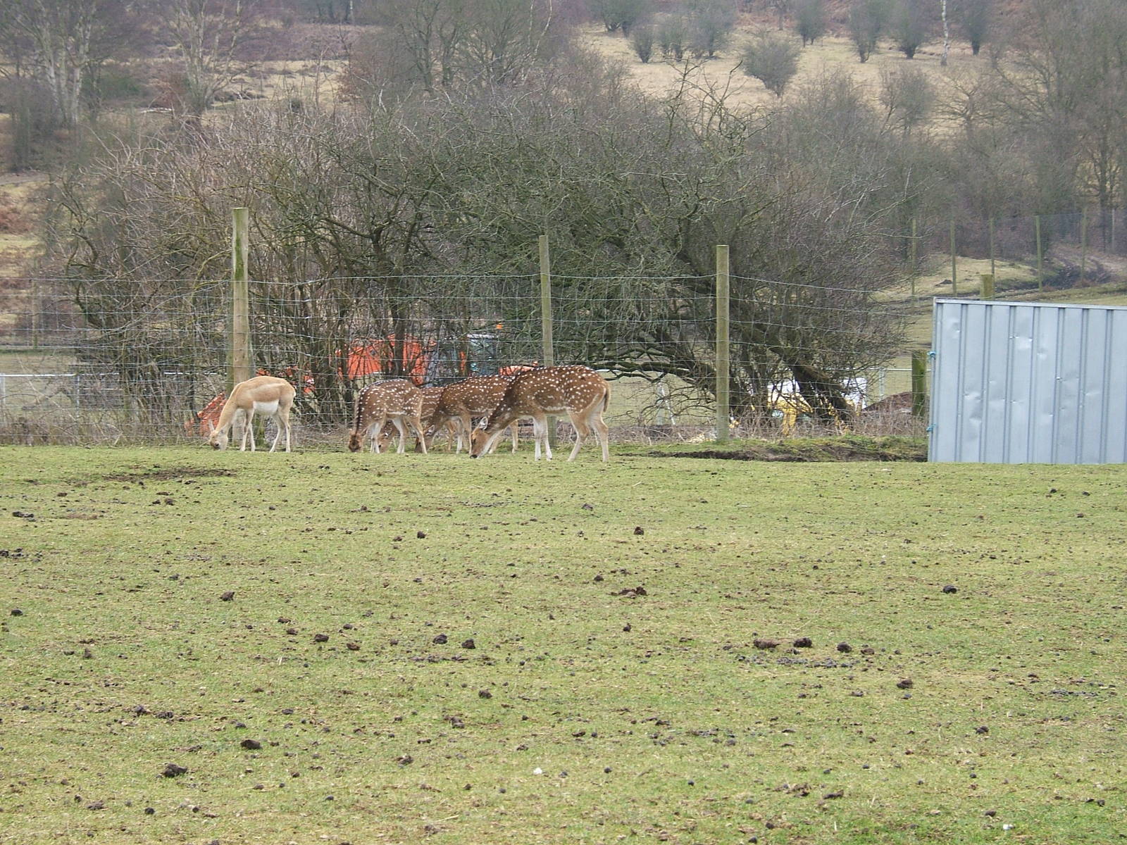 Blackbuck and Axis deer at West Midland Safari Park, 13 February 2010
