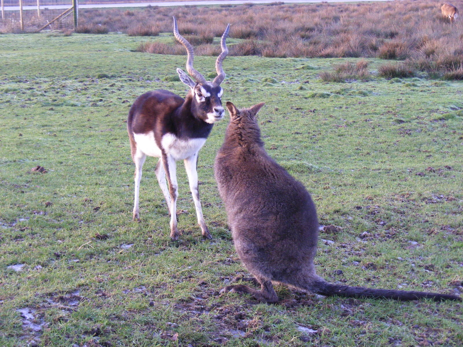 Blackbuck and Bennett's wallaby at Knowsley Safari Park, 28 December 2009