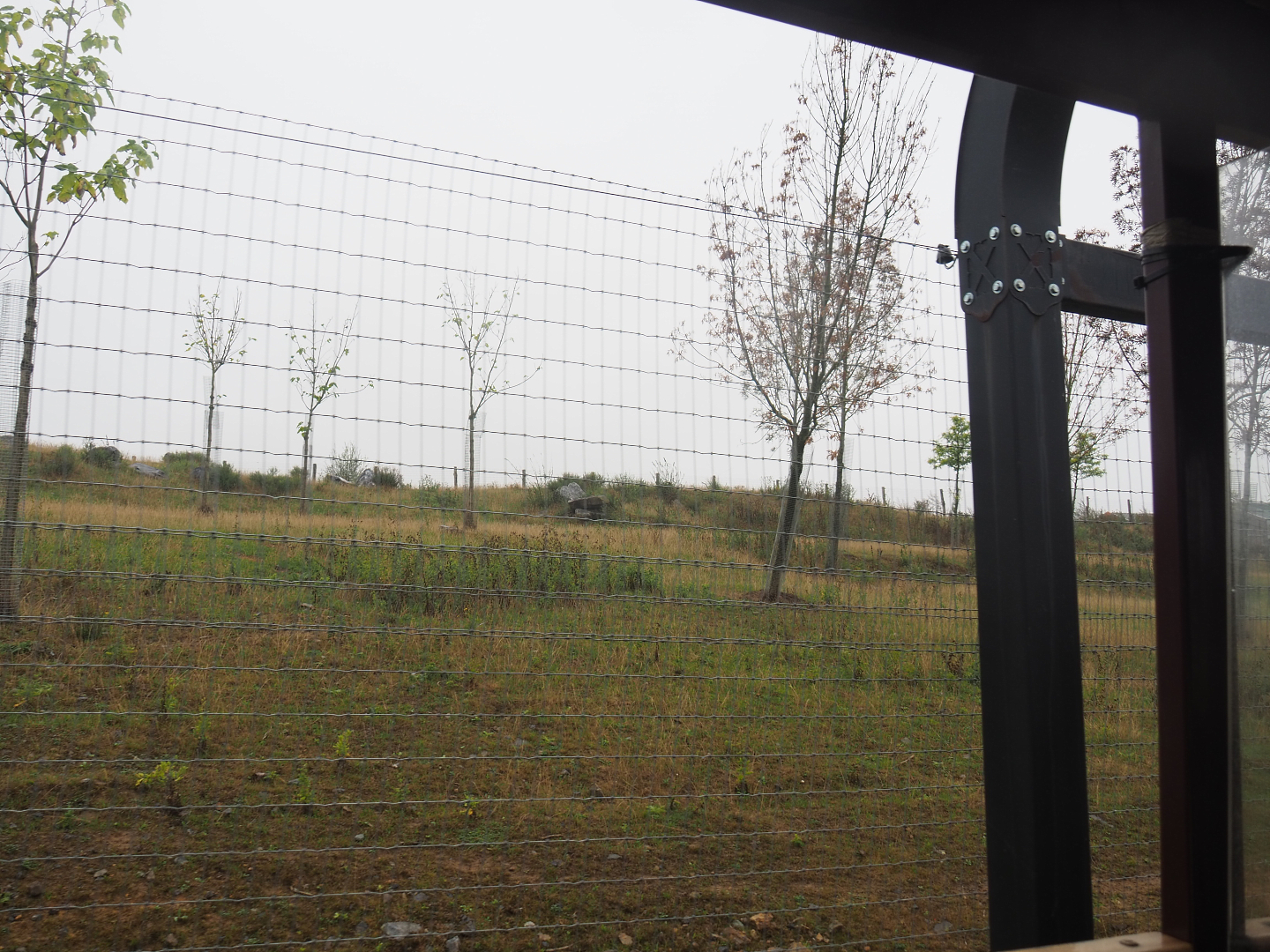 Blackbuck and Markhor paddock behind the railway, 2022-09-14