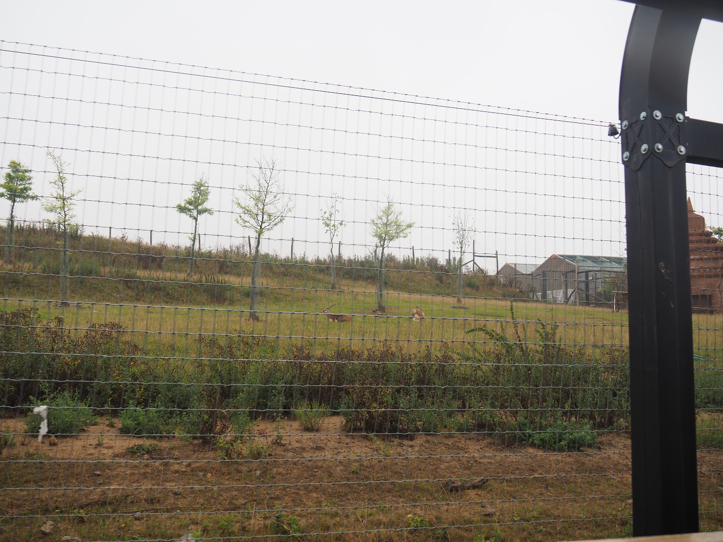Blackbuck and Markhor paddock behind the railway, 2022-09-14