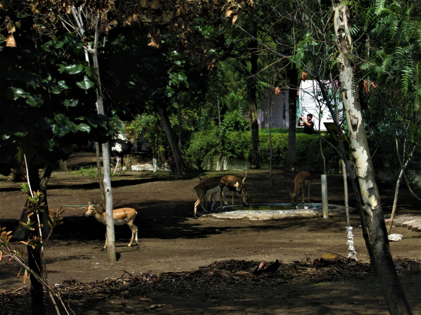 blackbuck and ostrich enclousure