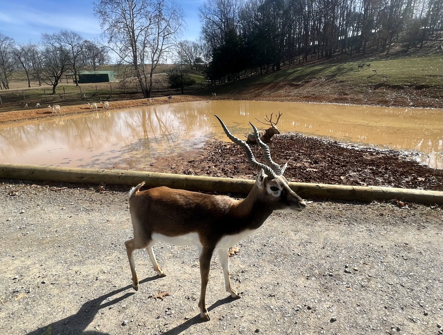 Blackbuck and Pere David’s Deer