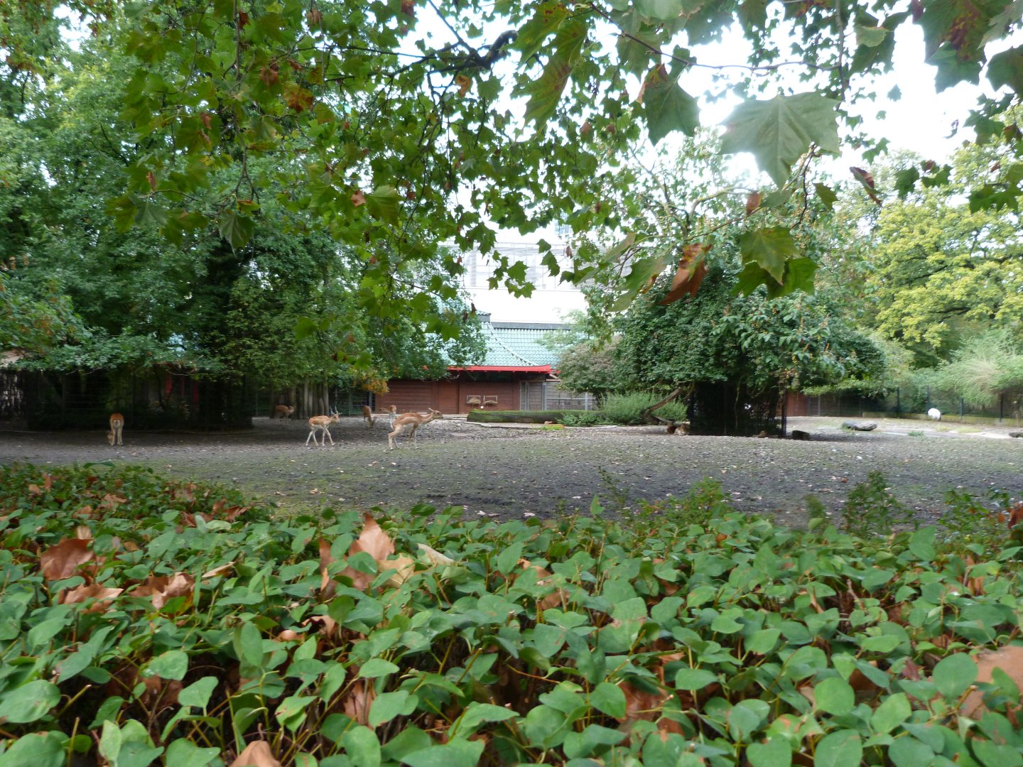 Blackbuck and Red-crowned crane exhibit -Zoologischer Garten Berlin (2024)