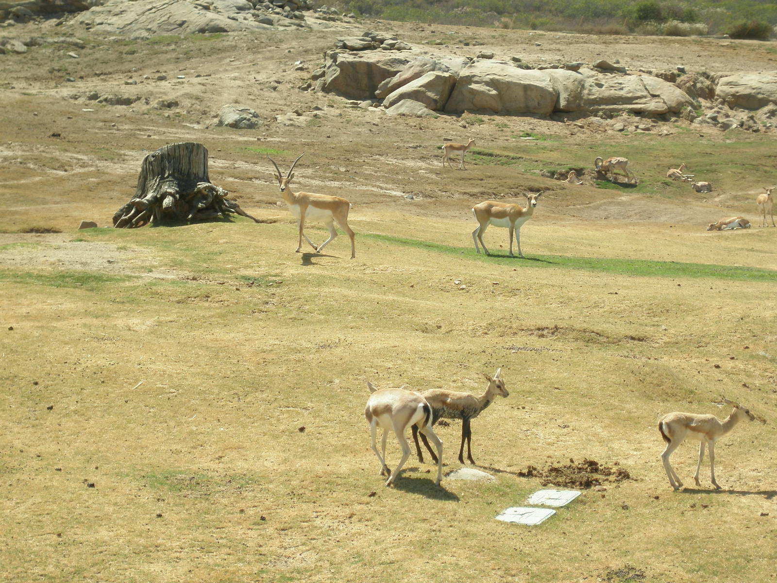 blackbuck and sand gazelle