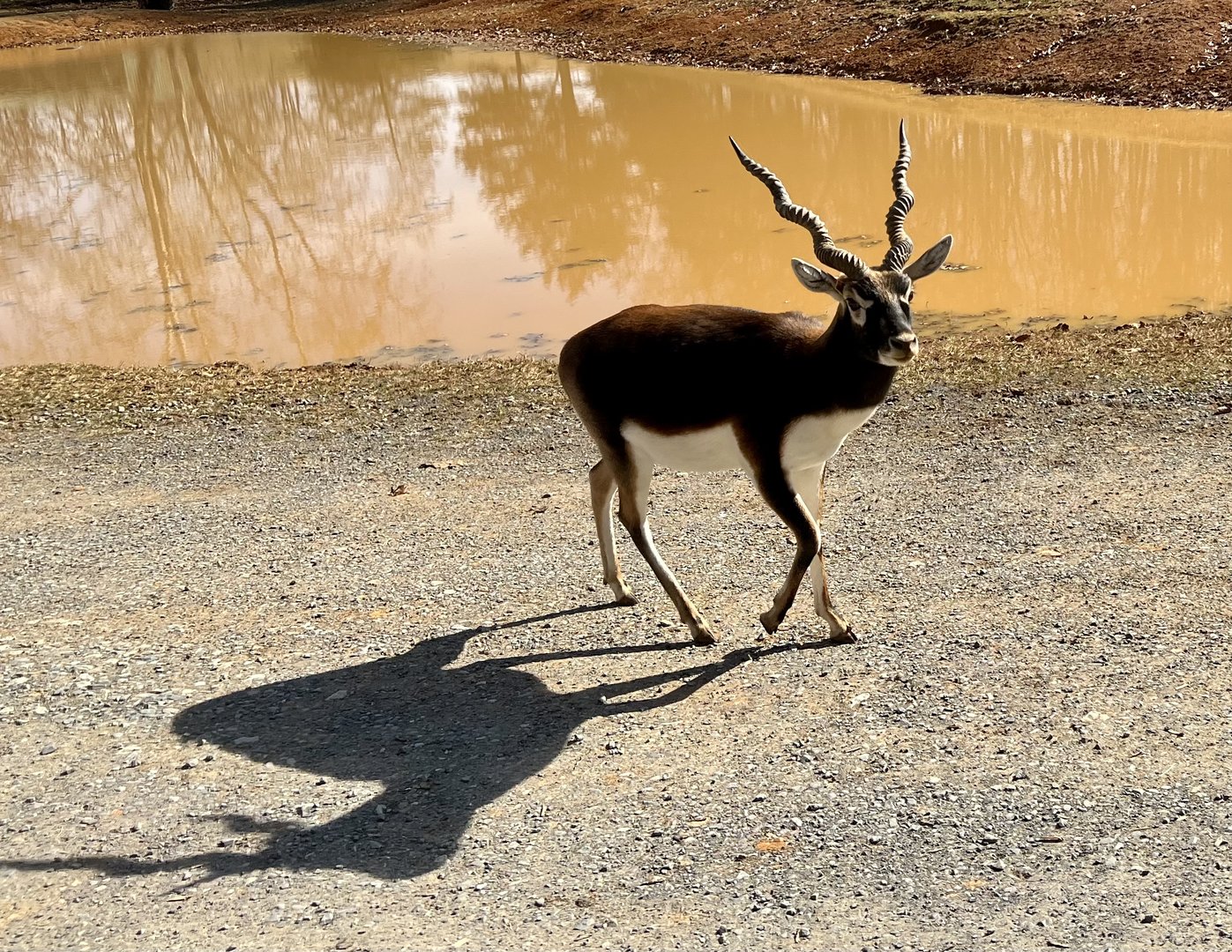 Blackbuck and shadow