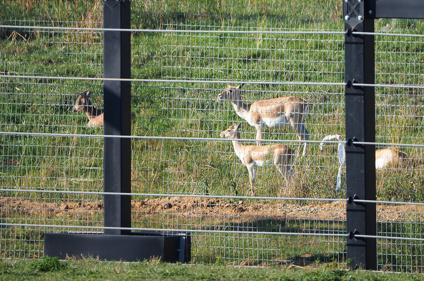 Blackbuck and Tajik Markhor seen from a distance, 2020-09-02