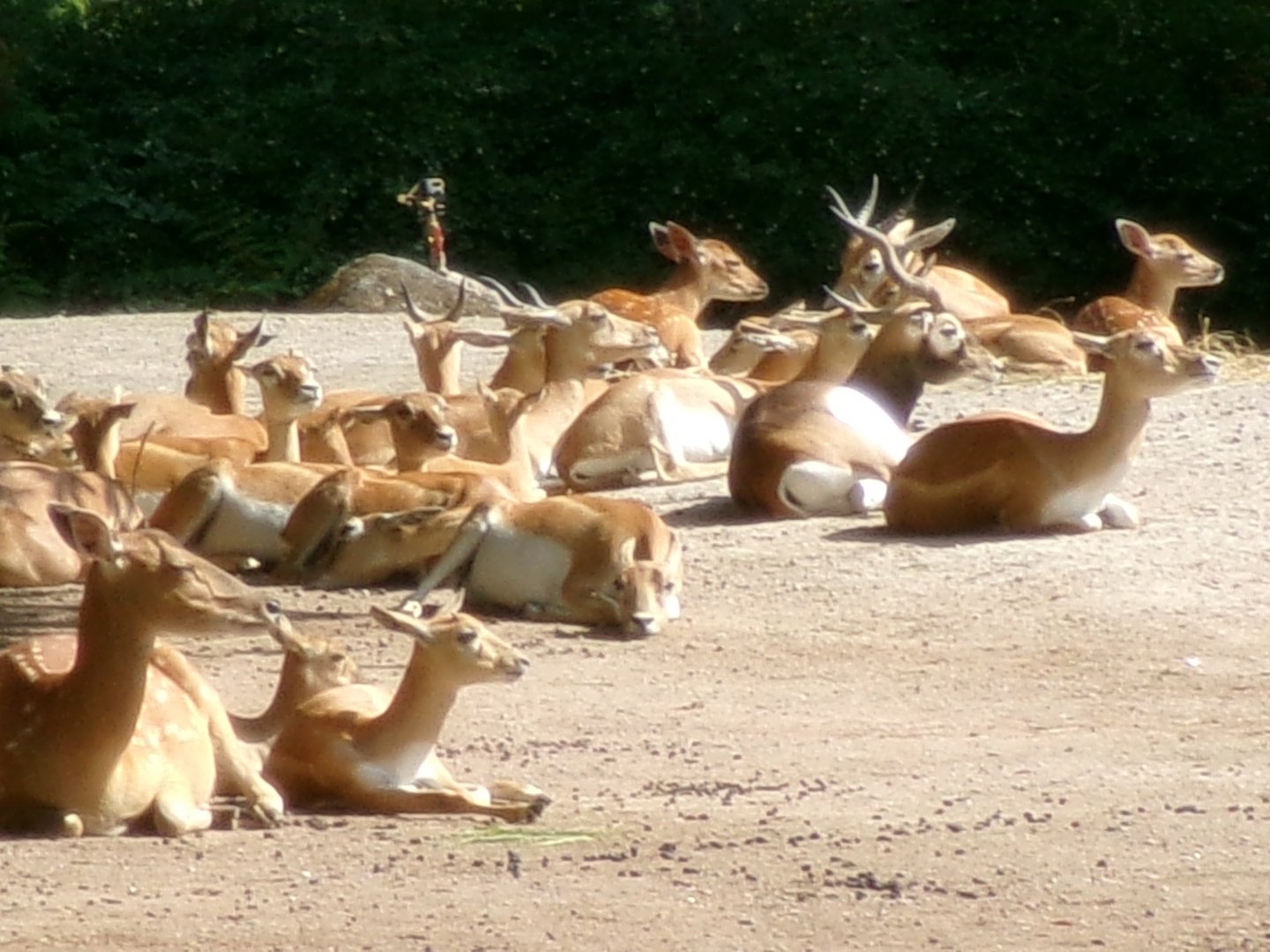 Blackbuck and Vietnamese sika deer
