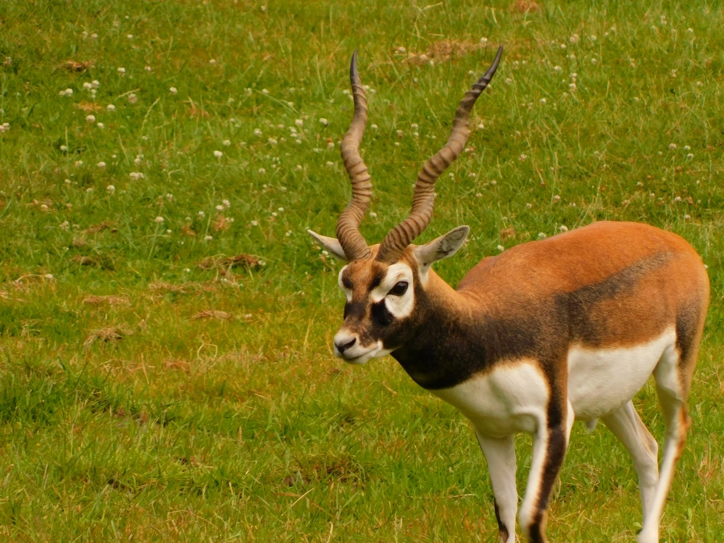 Blackbuck-Antelope (Antilope cervicapra)