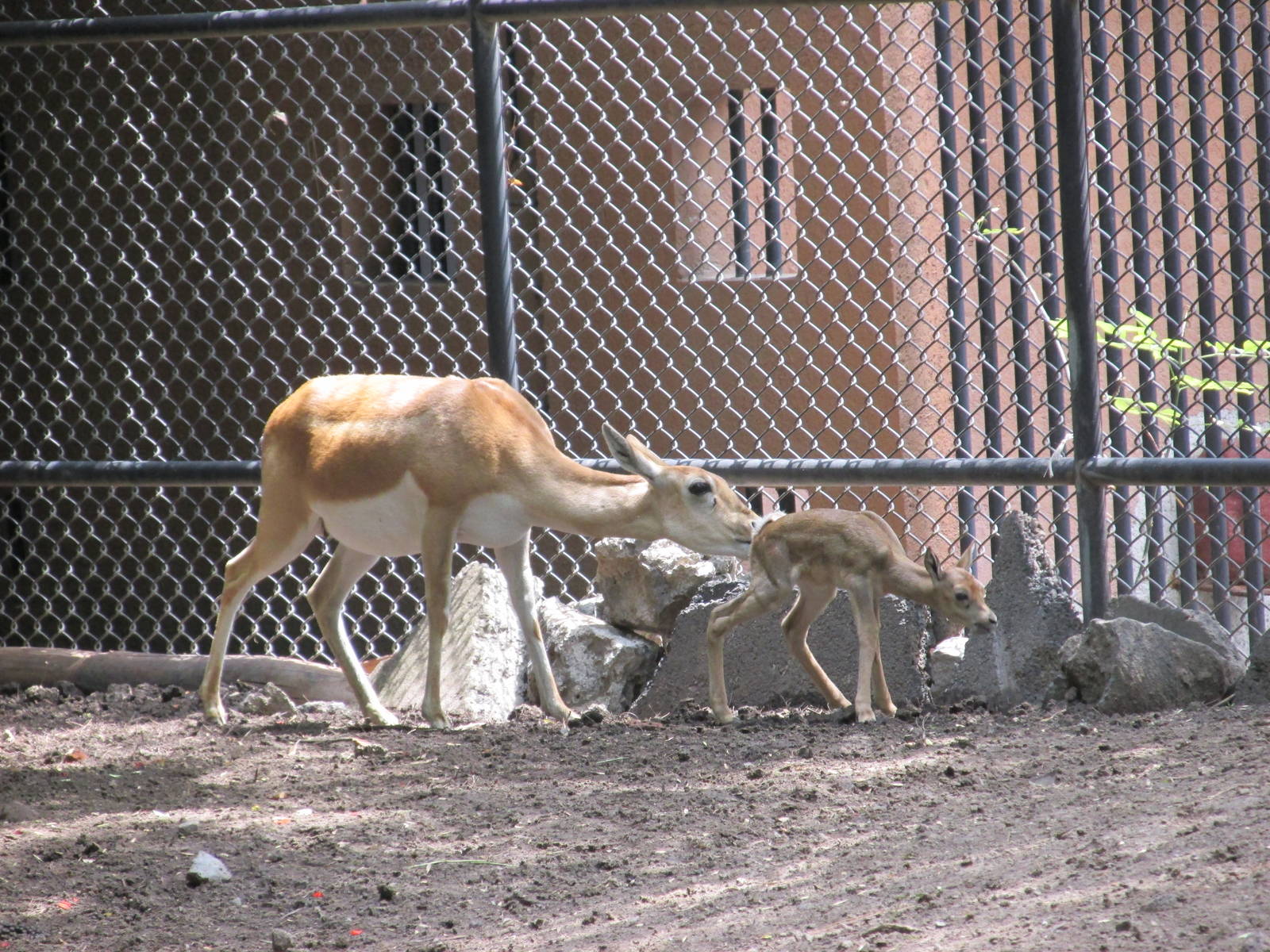 blackbuck antelope chapultepec zoo