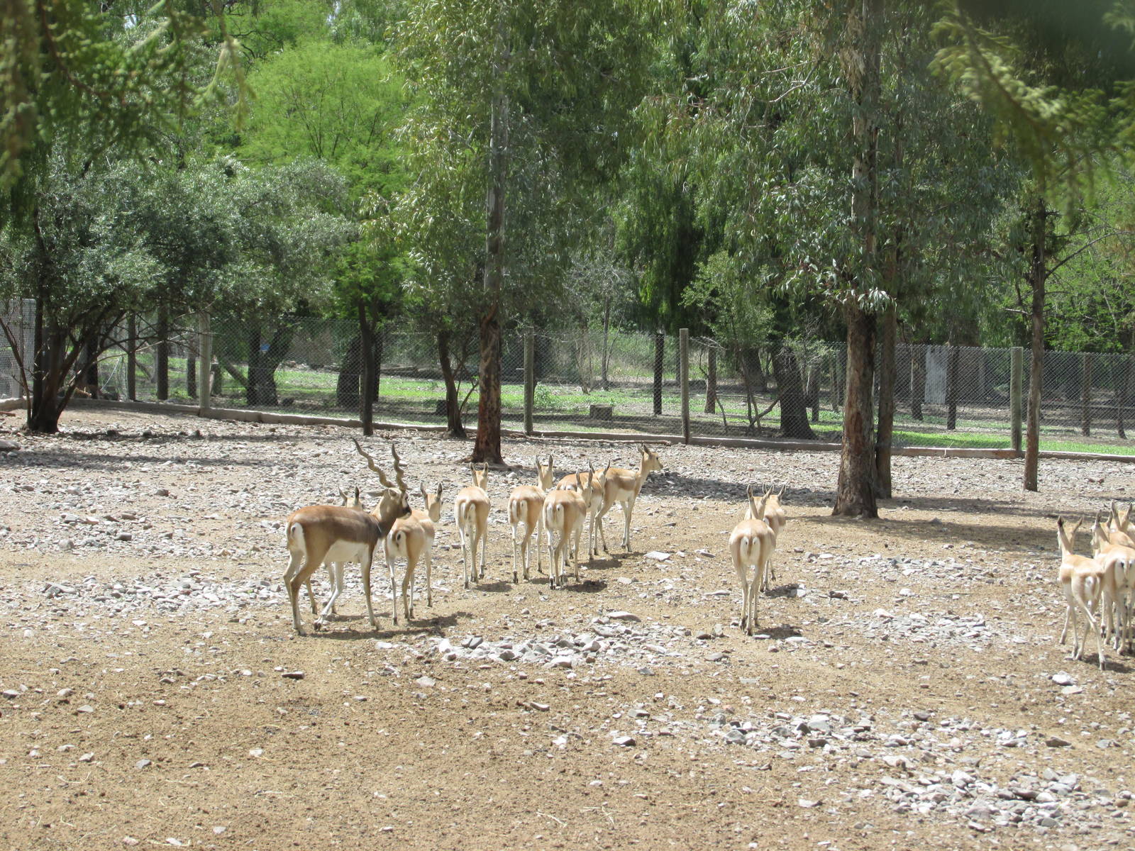blackbuck antelope mendoza zoo