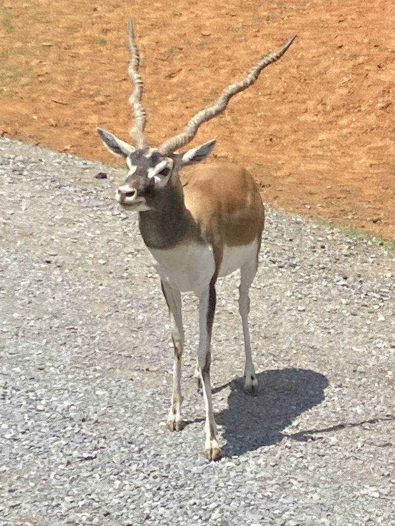 Blackbuck Antelope