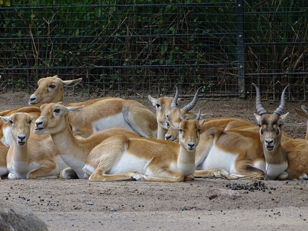 Blackbuck (Antilope cervicapra) (07/22)