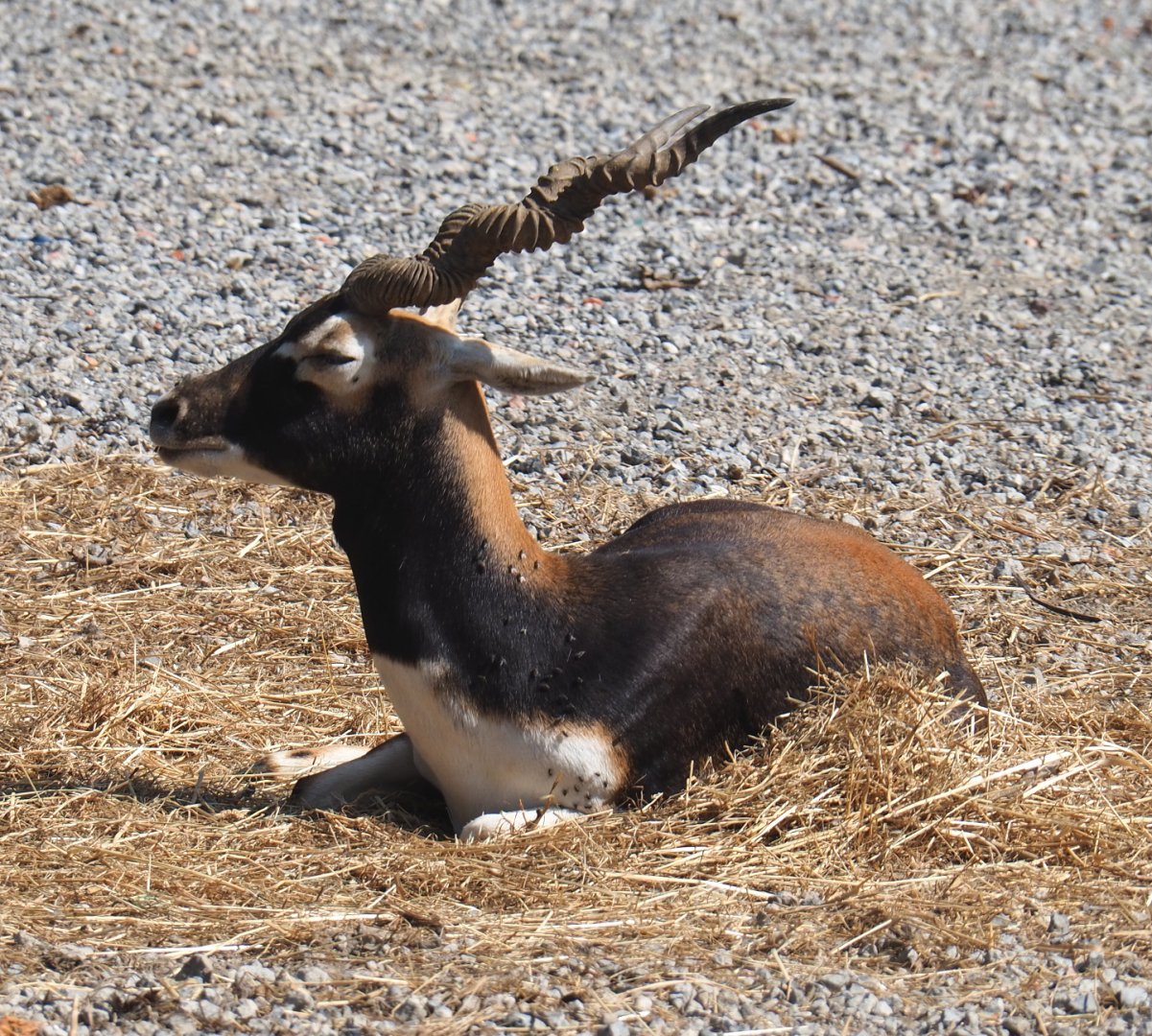 Blackbuck (Antilope cervicapra), 2020-09-12