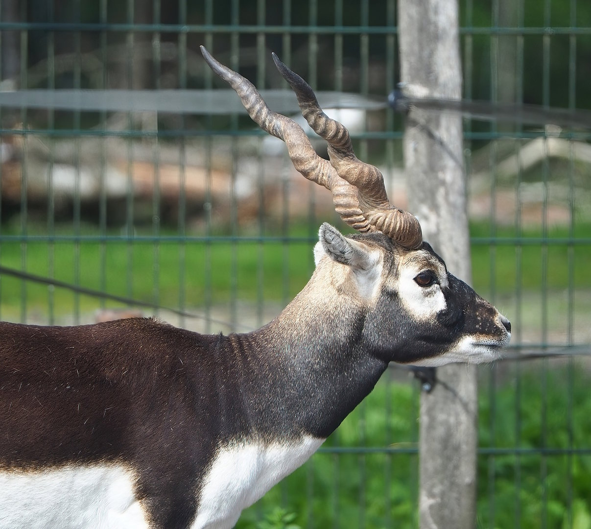 Blackbuck (Antilope cervicapra), 2022-06-12