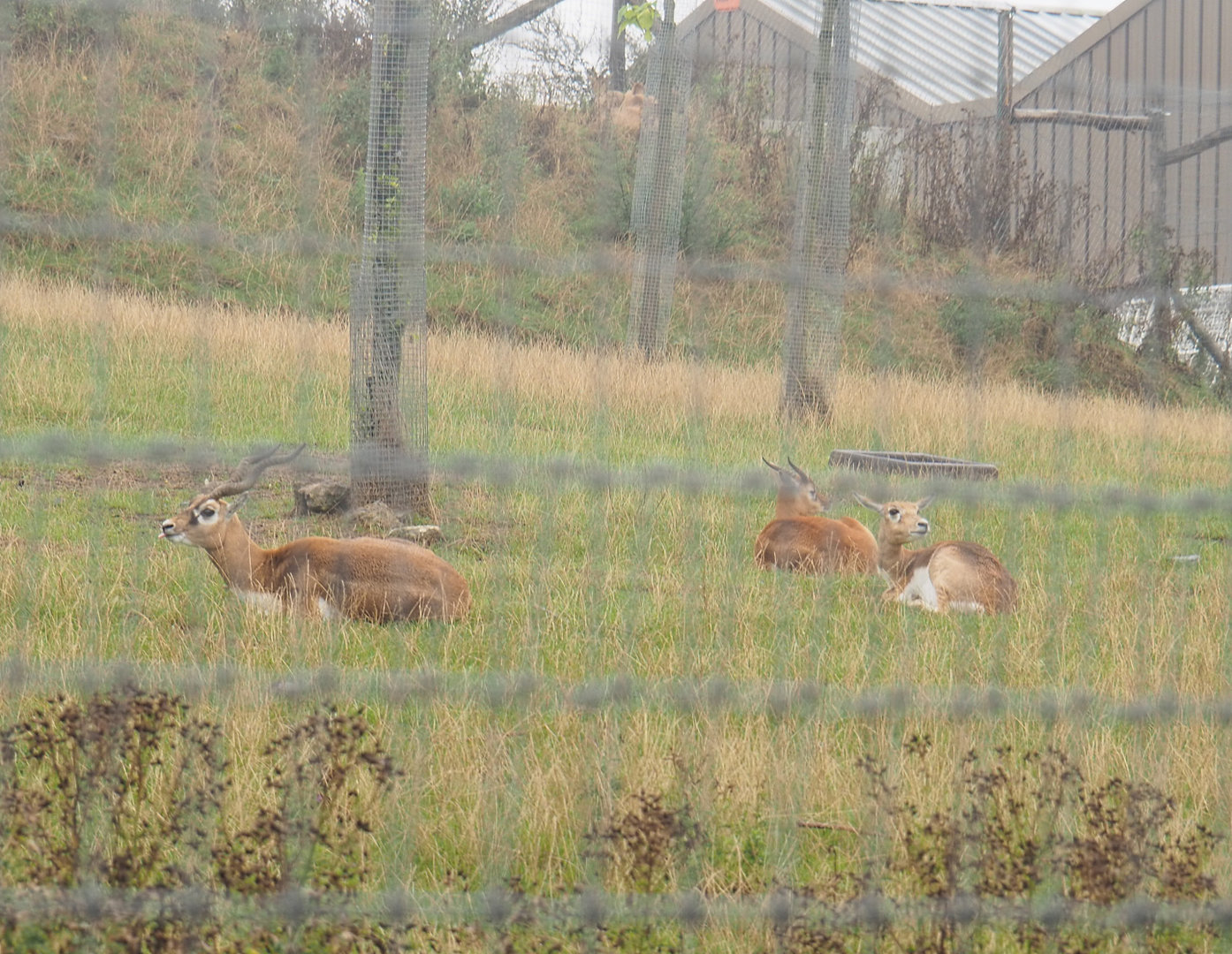 Blackbuck (Antilope cervicapra), 2022-09-14