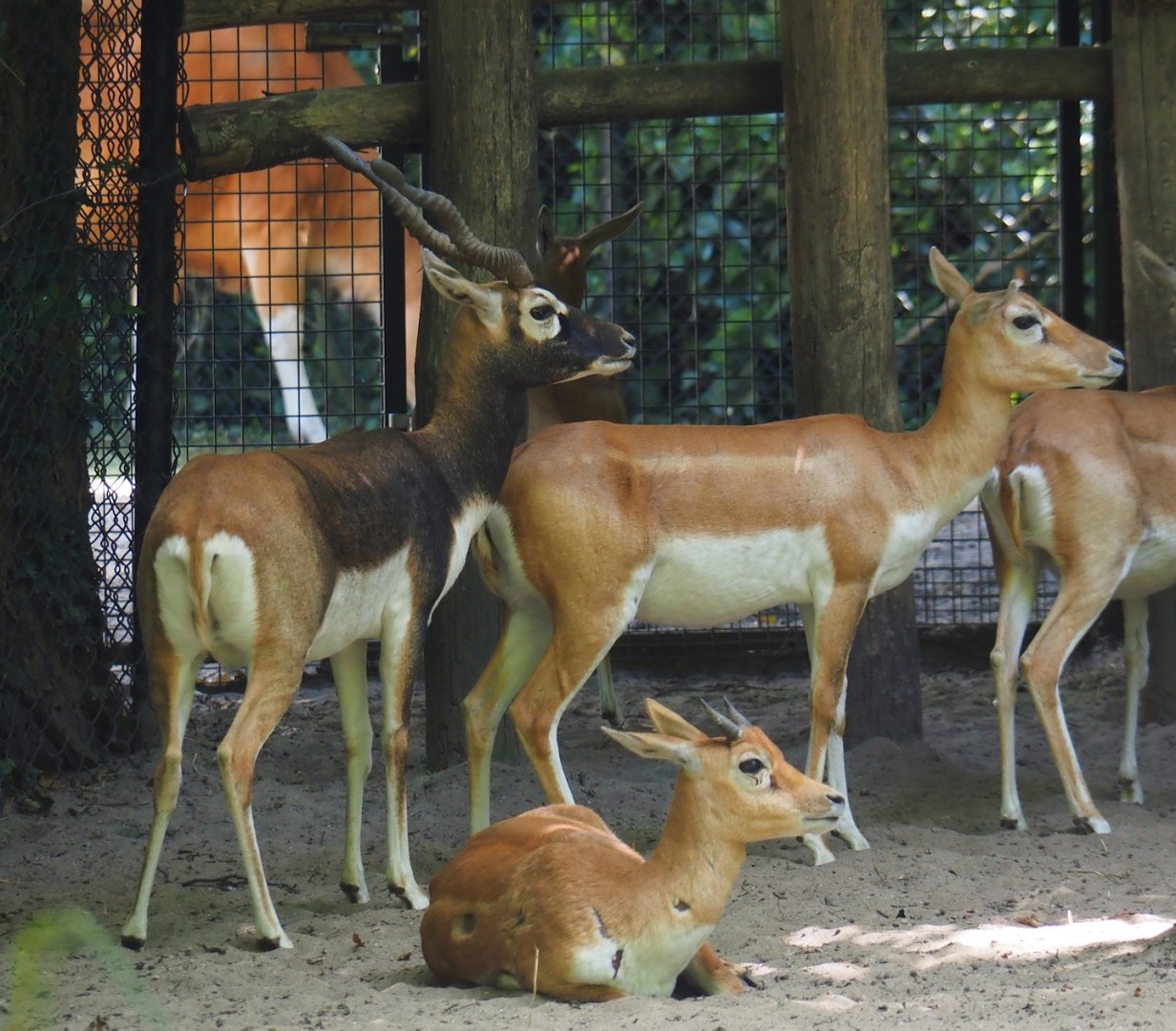 Blackbuck (Antilope cervicapra), 2024-06-30