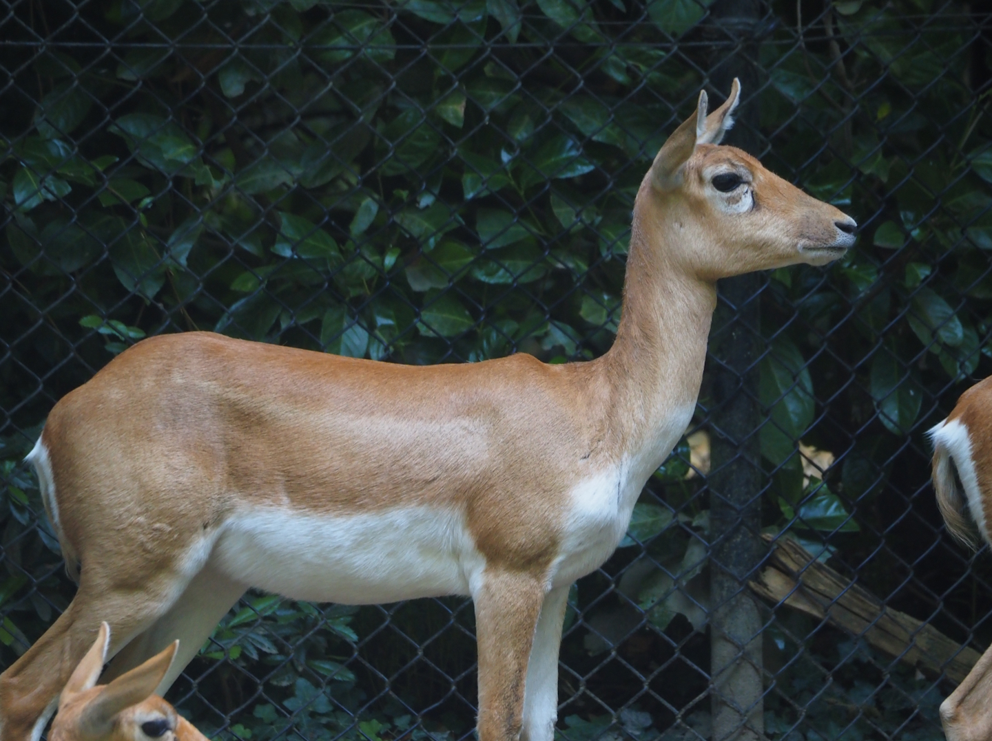 Blackbuck (Antilope cervicapra), 2024-06-30