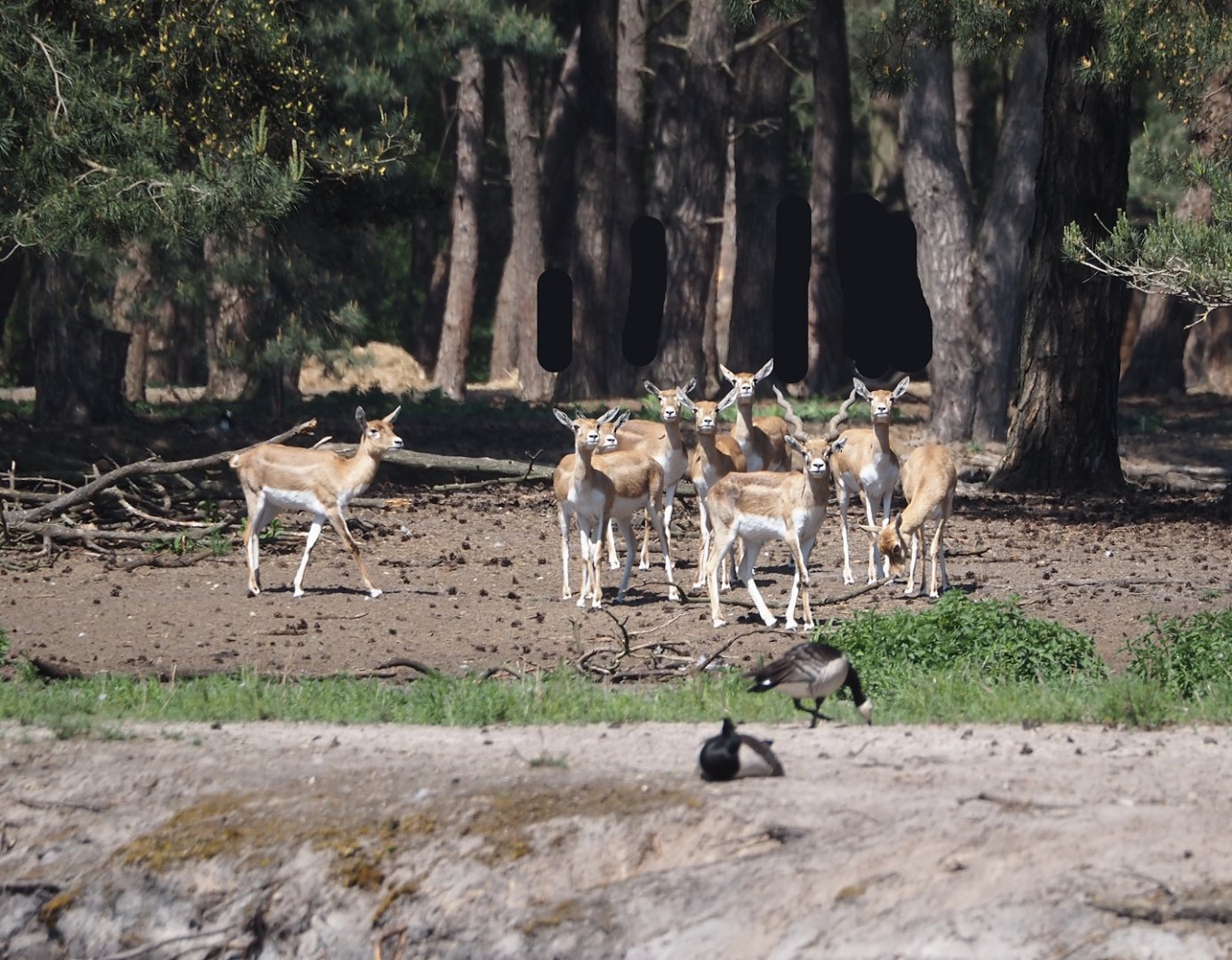 Blackbuck (Antilope cervicapra), 2025-04-30