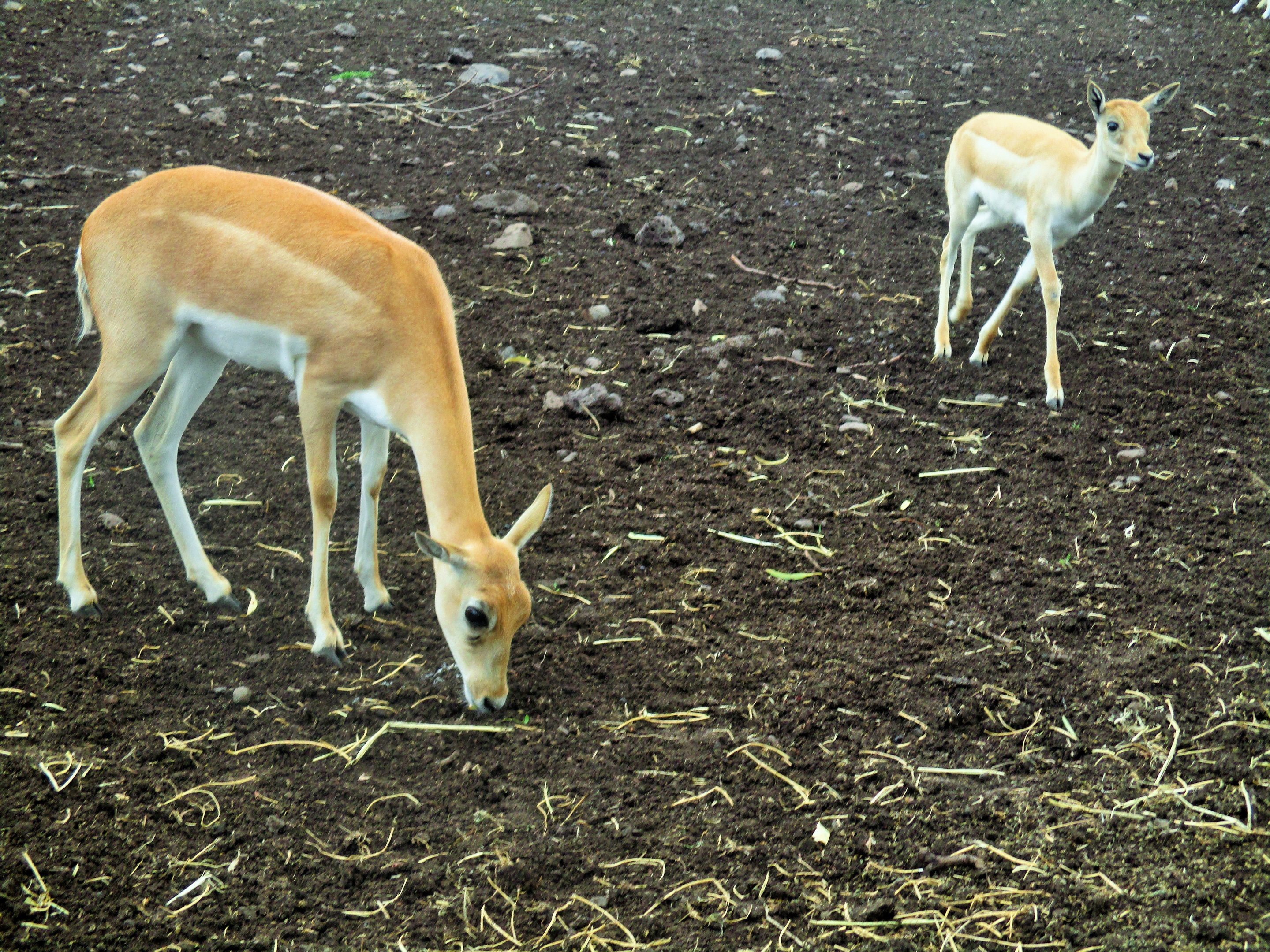Blackbuck (Antilope cervicapra)- December 2017