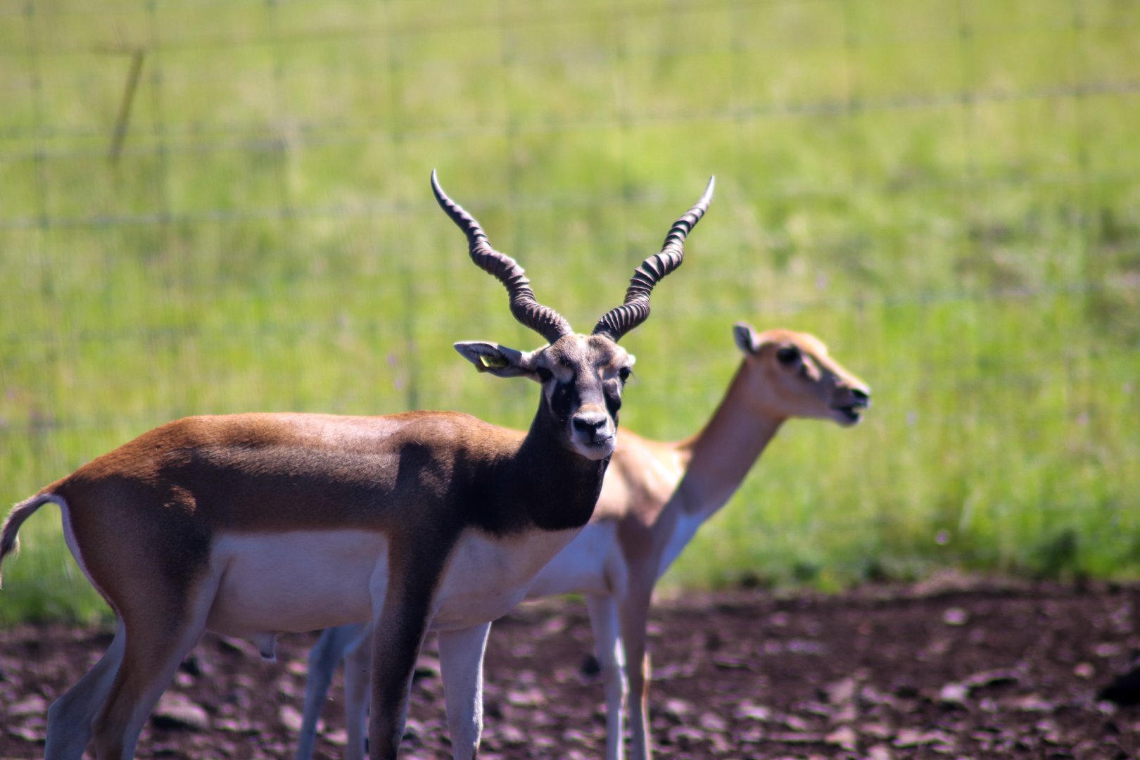 Blackbuck (Antilope cervicapra) - December 2018