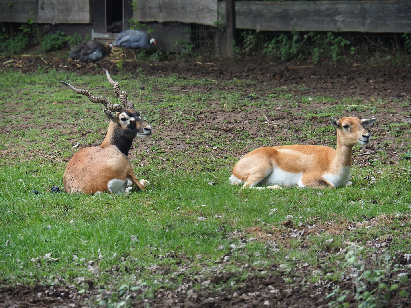 Blackbuck (Antilope cervicapra) pair